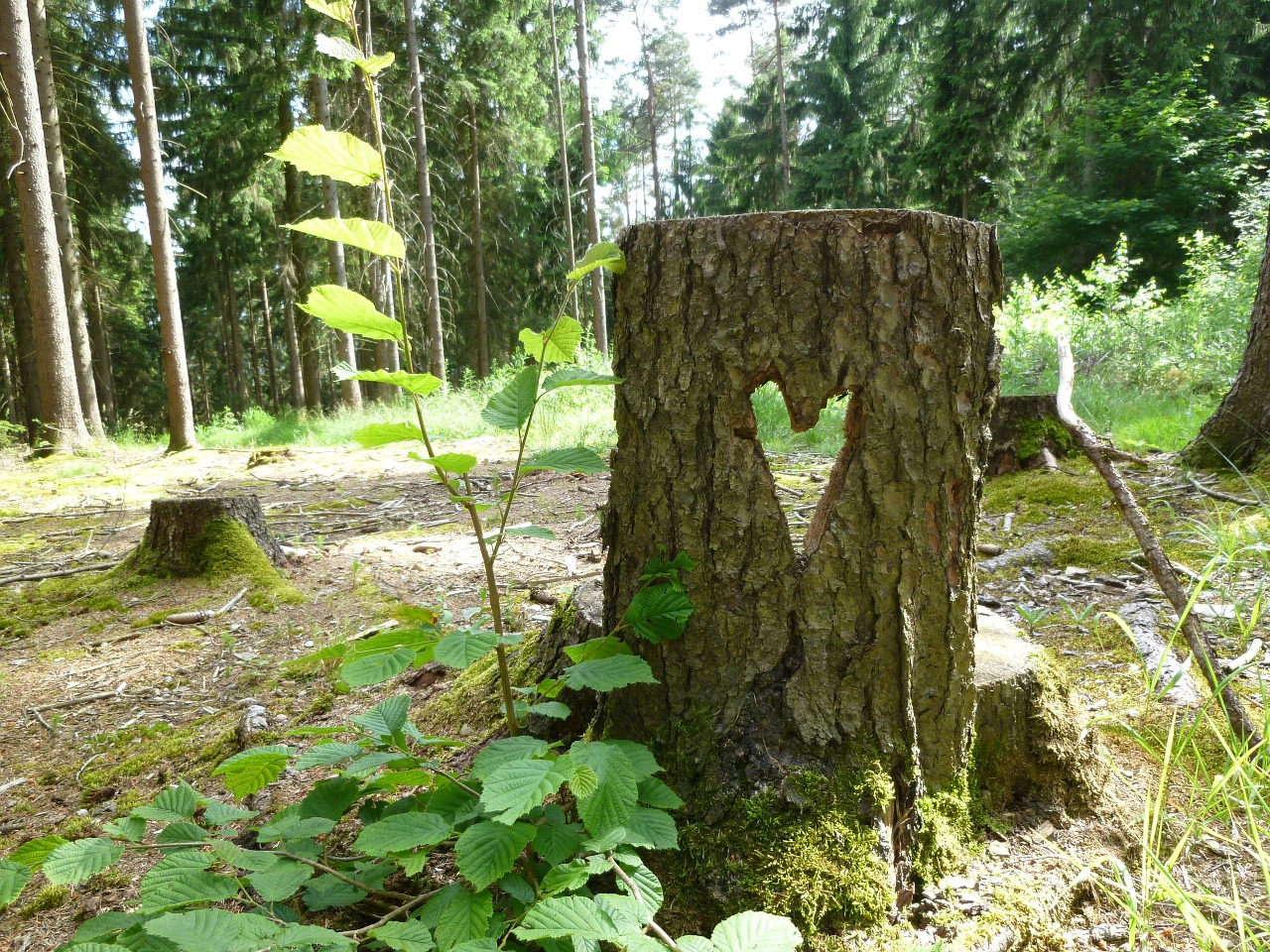 tree stump forest heart free photo