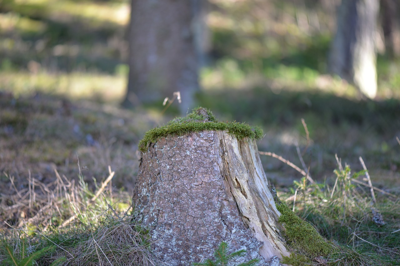 tree stump mooshauberl forest free photo