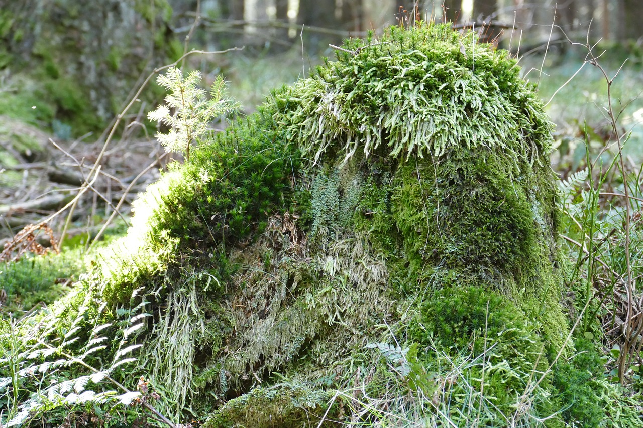 tree stump idyllic forest free photo