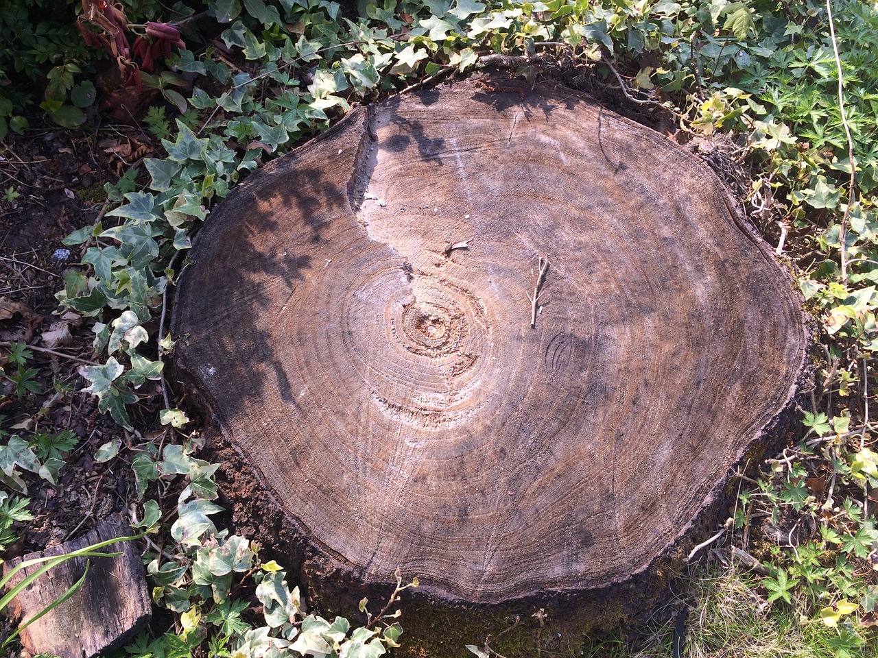 tree stump time transient free photo