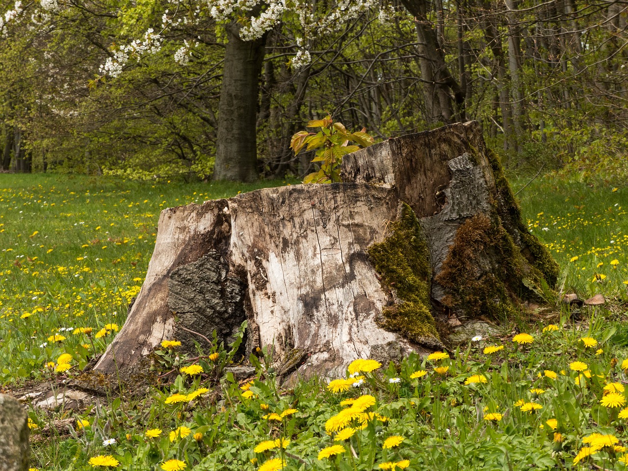 tree stump forest dandelion free photo