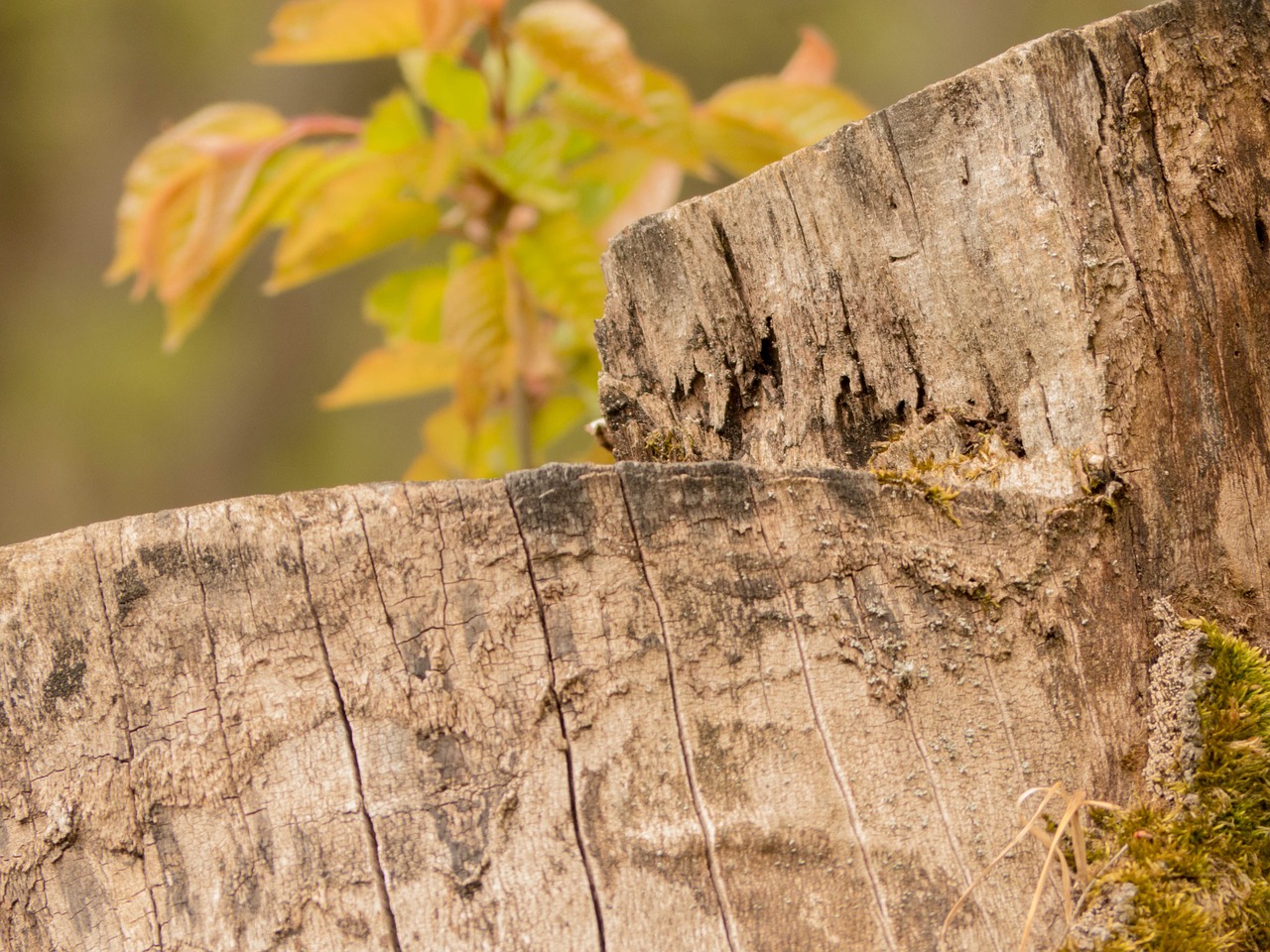 tree stump close forest free photo