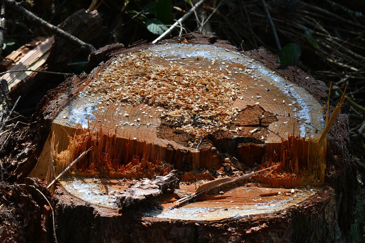 tree stump freshly cut chips free photo