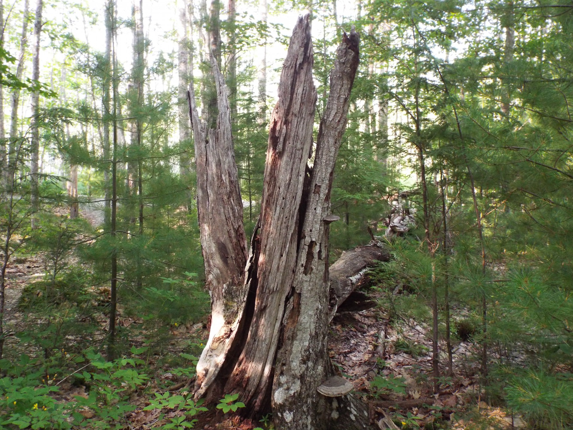 tree&#039;s tree stump wood free photo