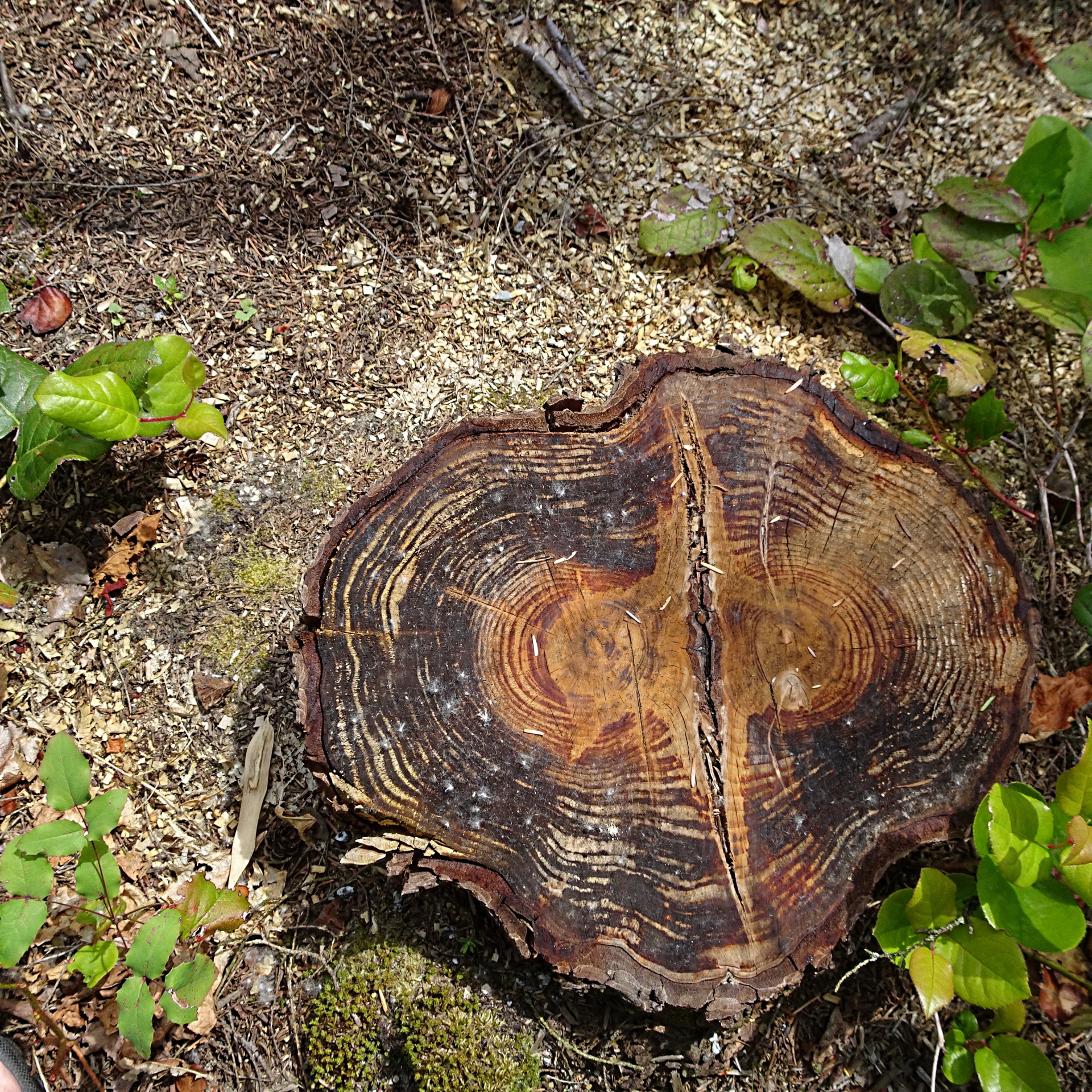 tree stump closeup free photo