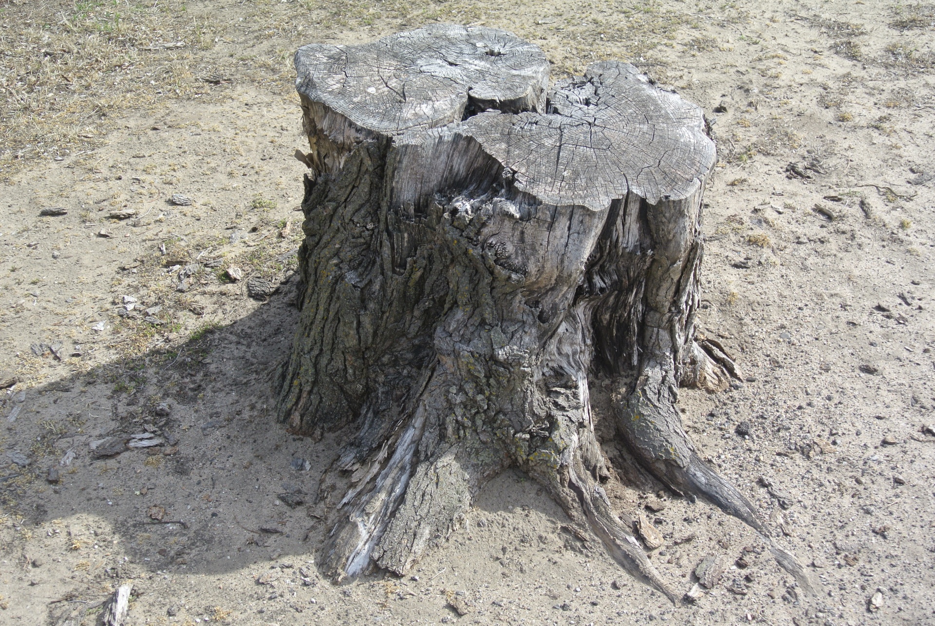 tree stump trunk tree free photo