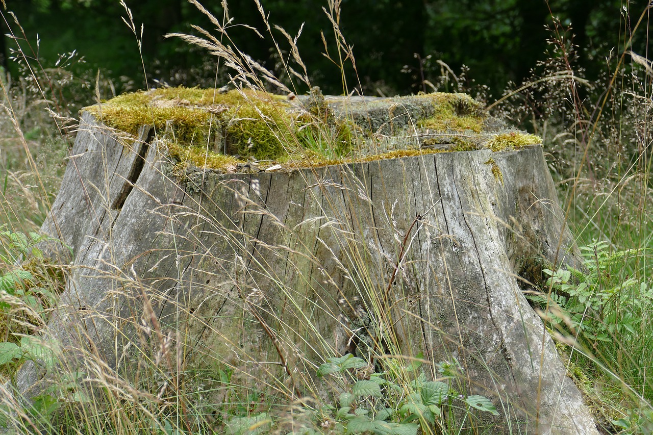 tree stump nature forest free photo