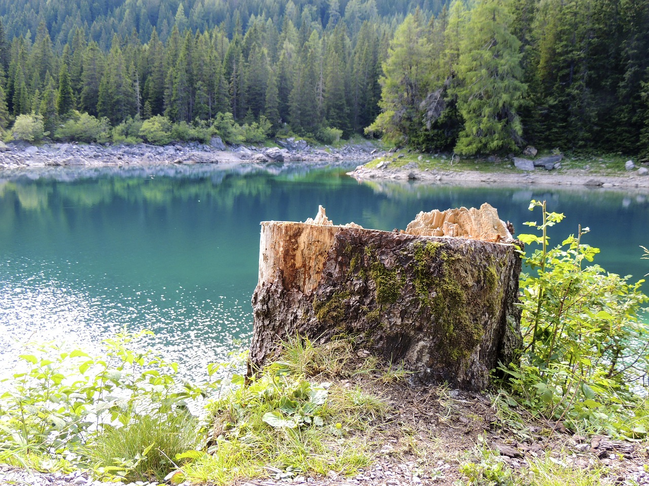 tree stump log sawed off free photo