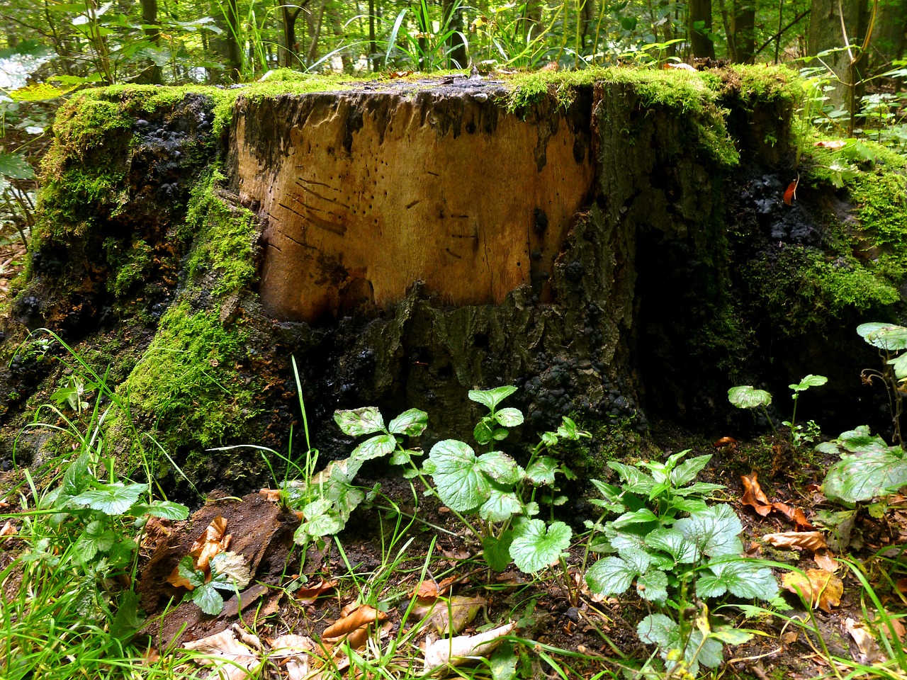 tree stump tree forest free photo