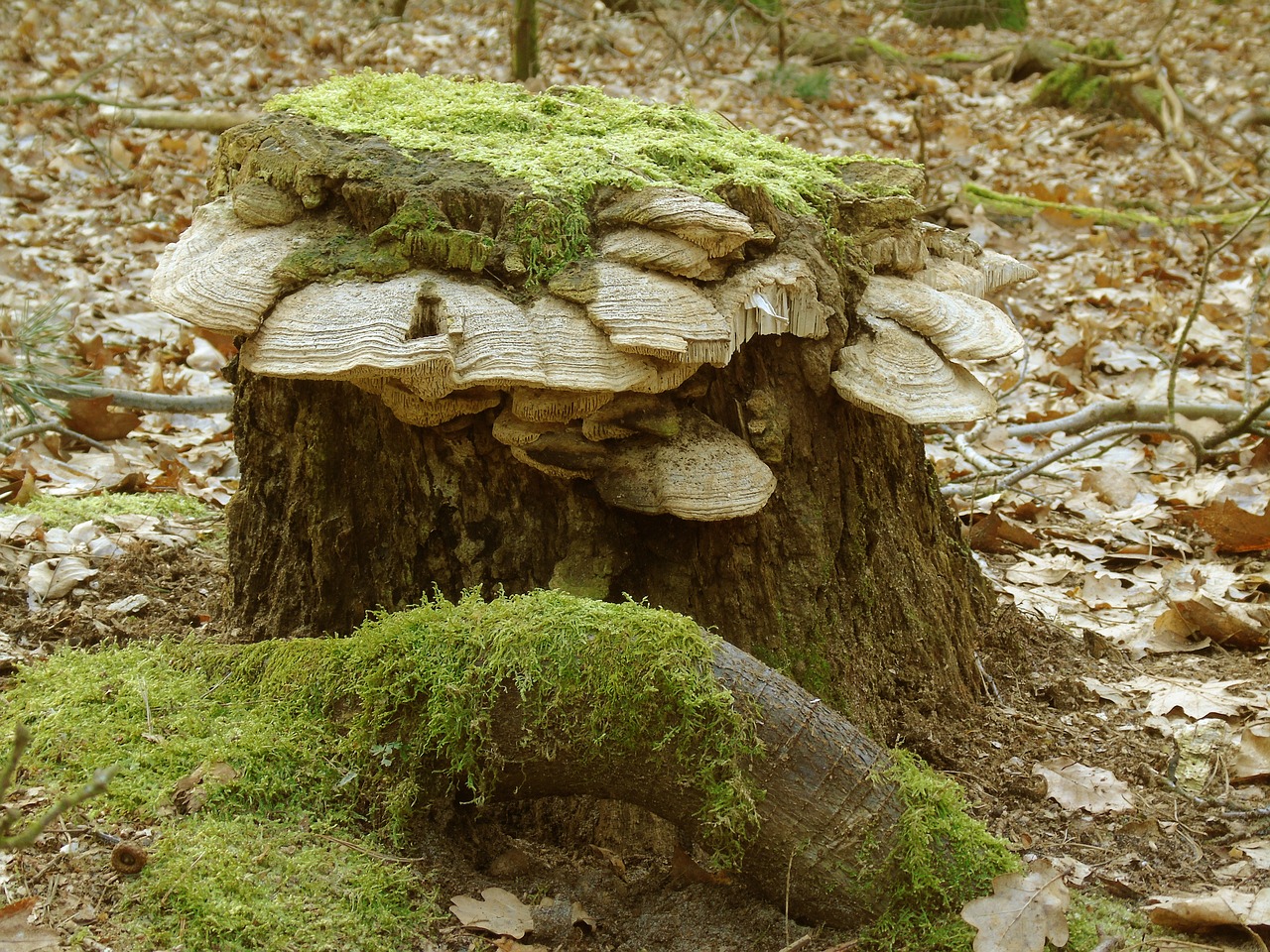 tree stump moss forest free photo