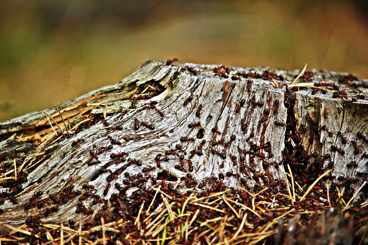 tree stump ant wood ant free photo