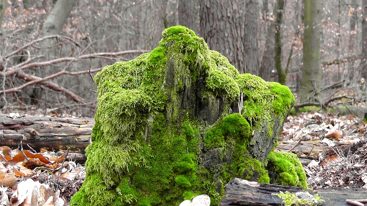 tree stump moss bemoost free photo