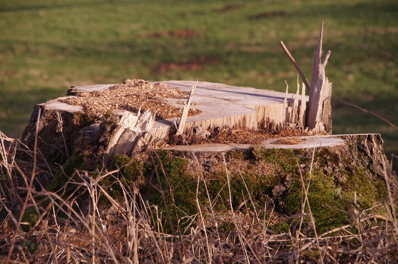 tree stump tree sawed off free photo