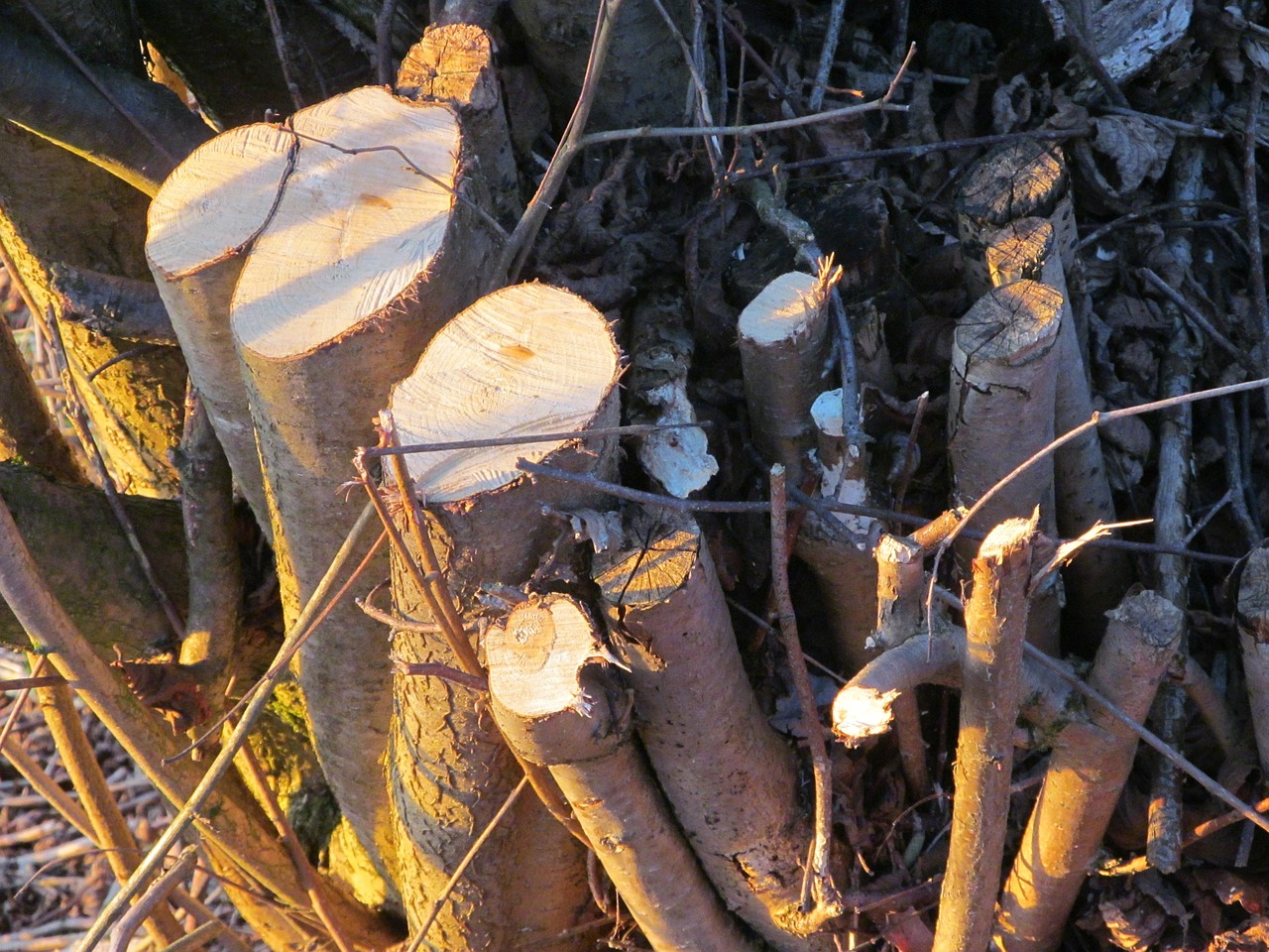 tree stump wood log free photo