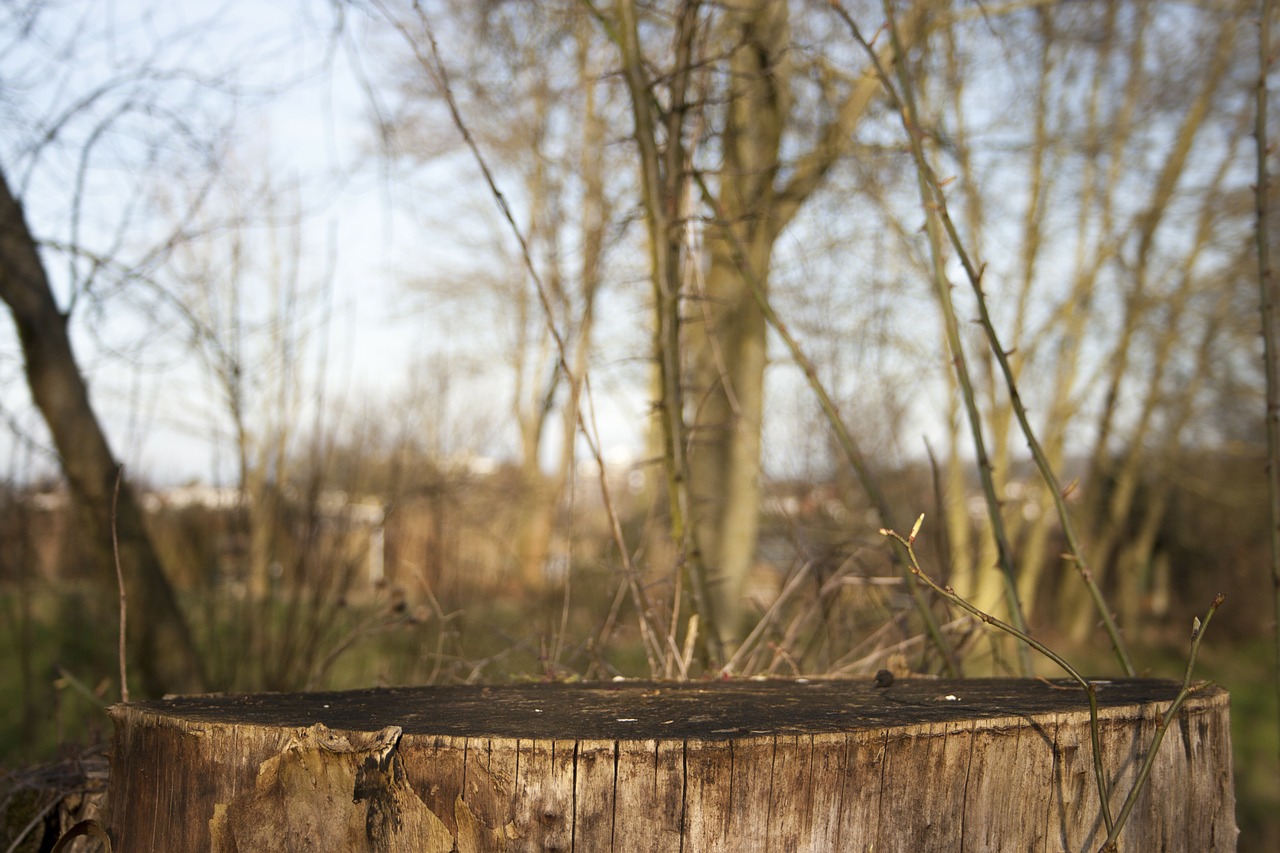 tree stump forest undergrowth free photo