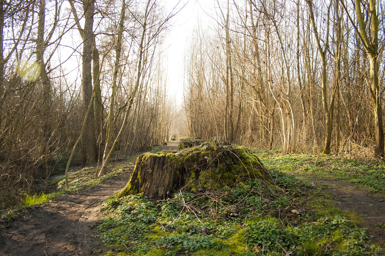 tree stump forest environment free photo