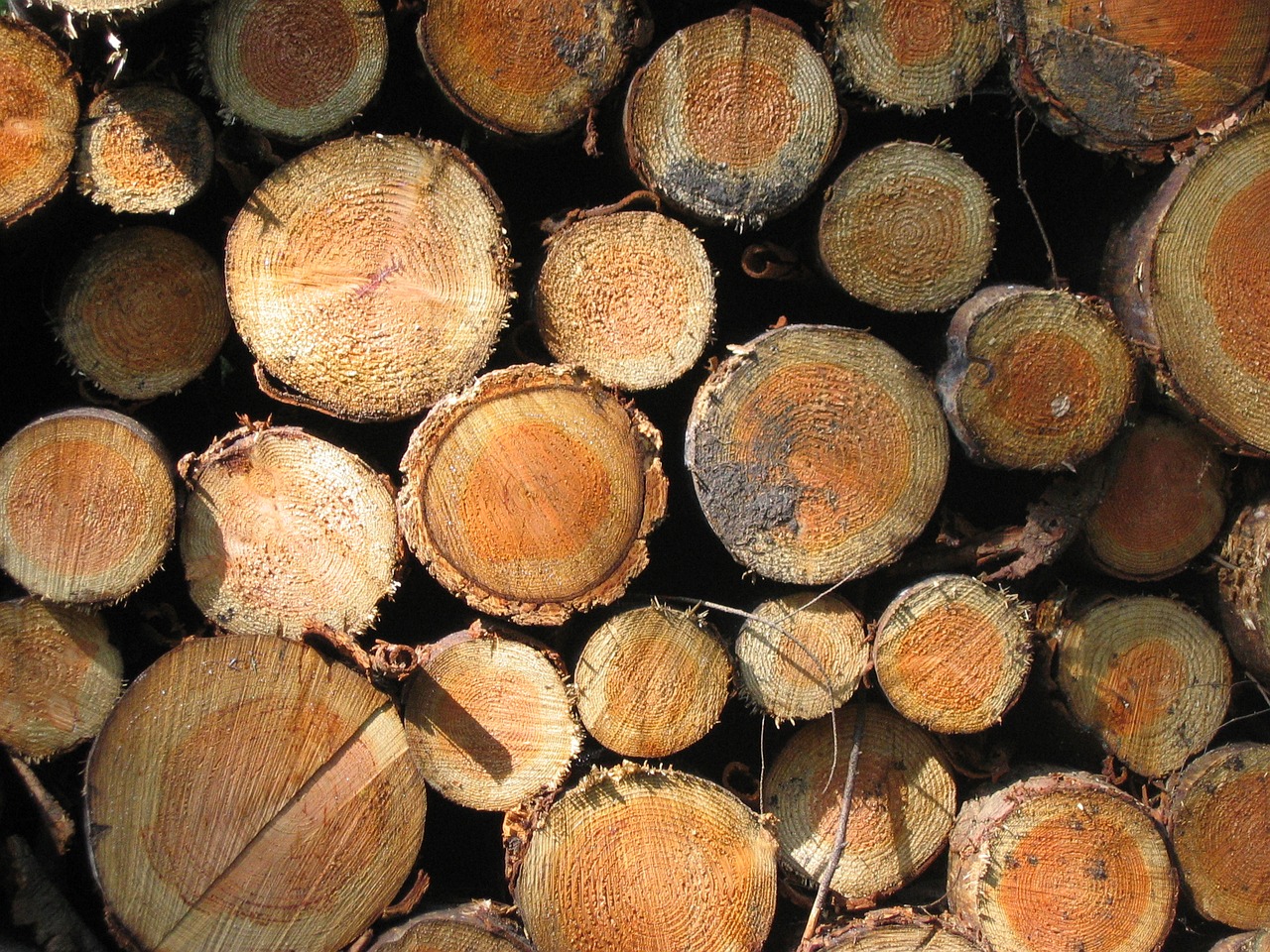 tree stump bark forest free photo