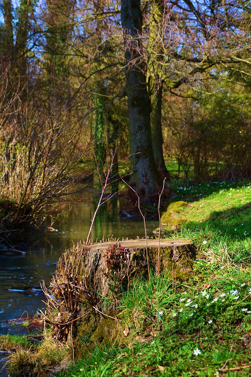 tree stump  forest  waters free photo