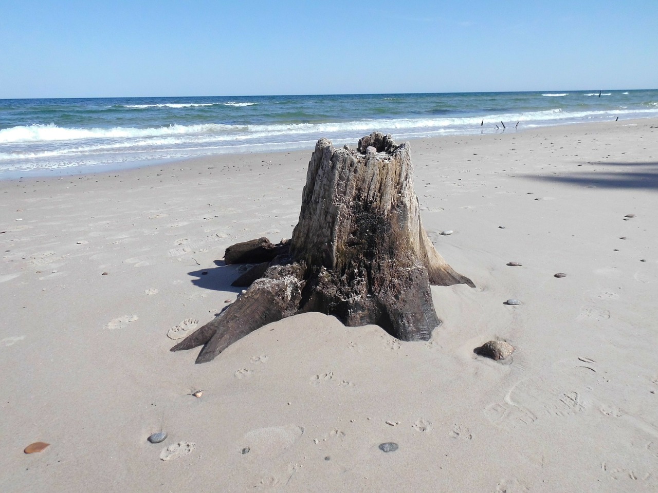 tree stump water beach free photo