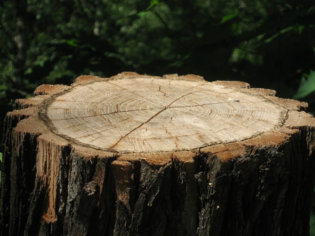 tree stump  tree bark  wood free photo