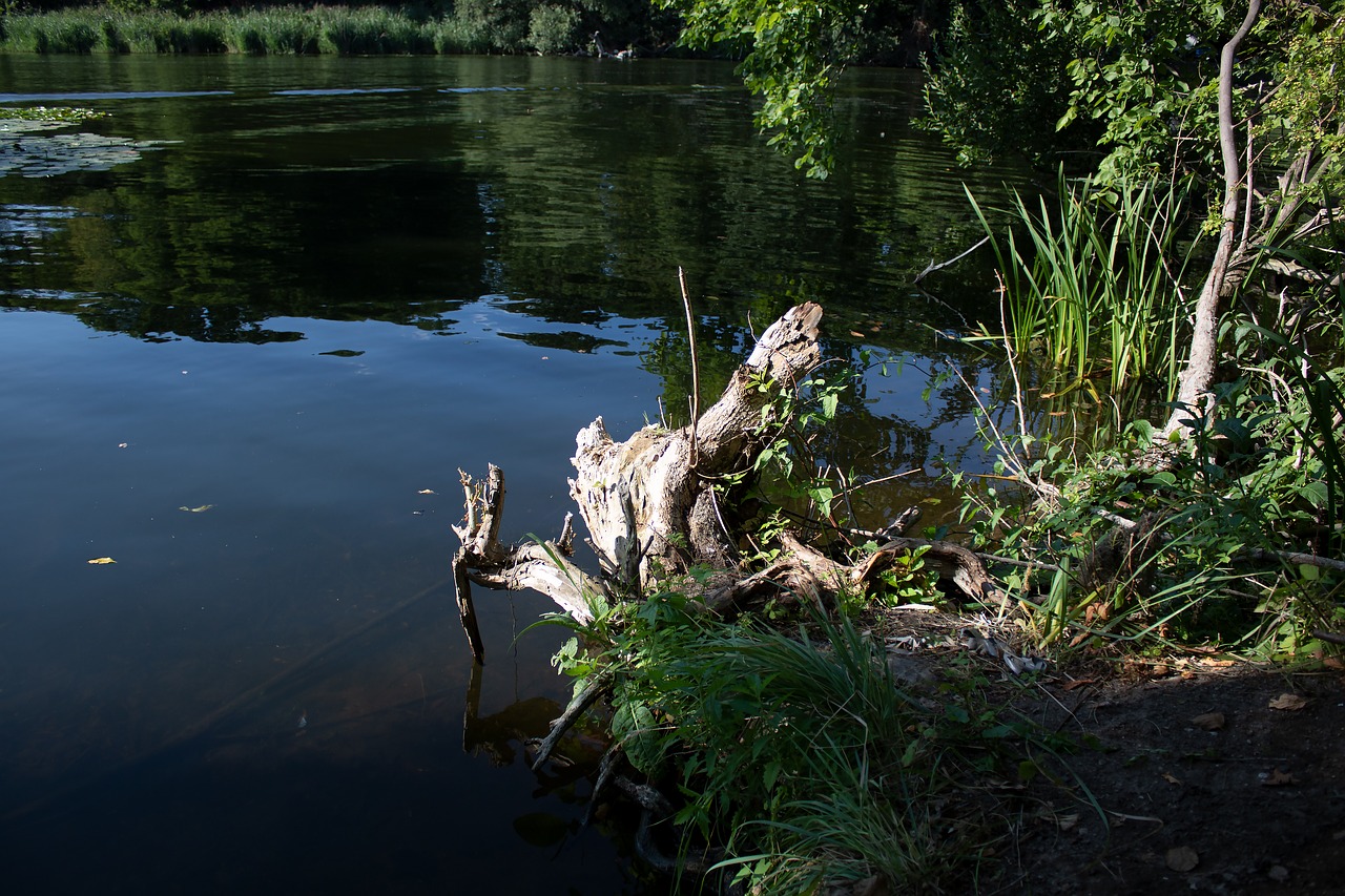 tree stump  water  water spieglung free photo