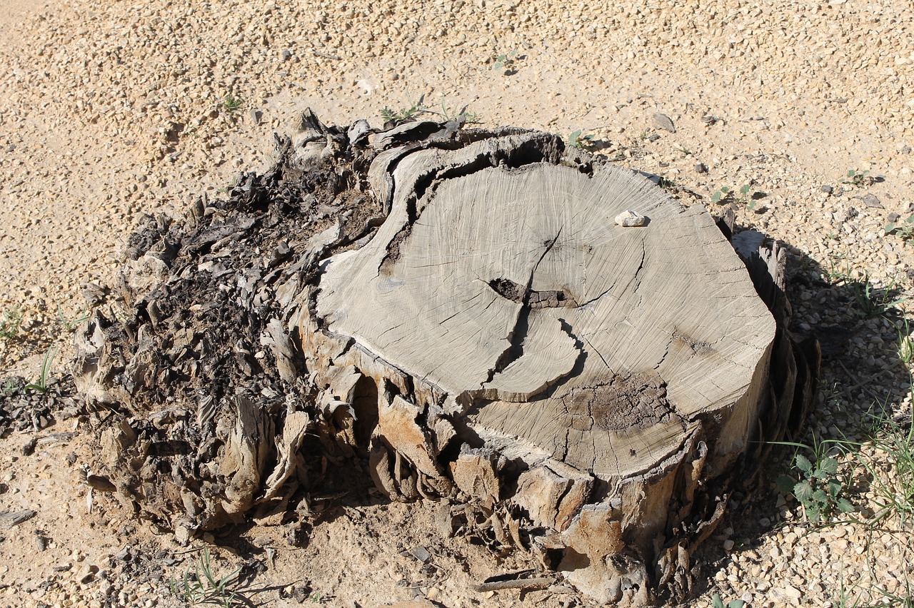 tree stump  desert  dry free photo