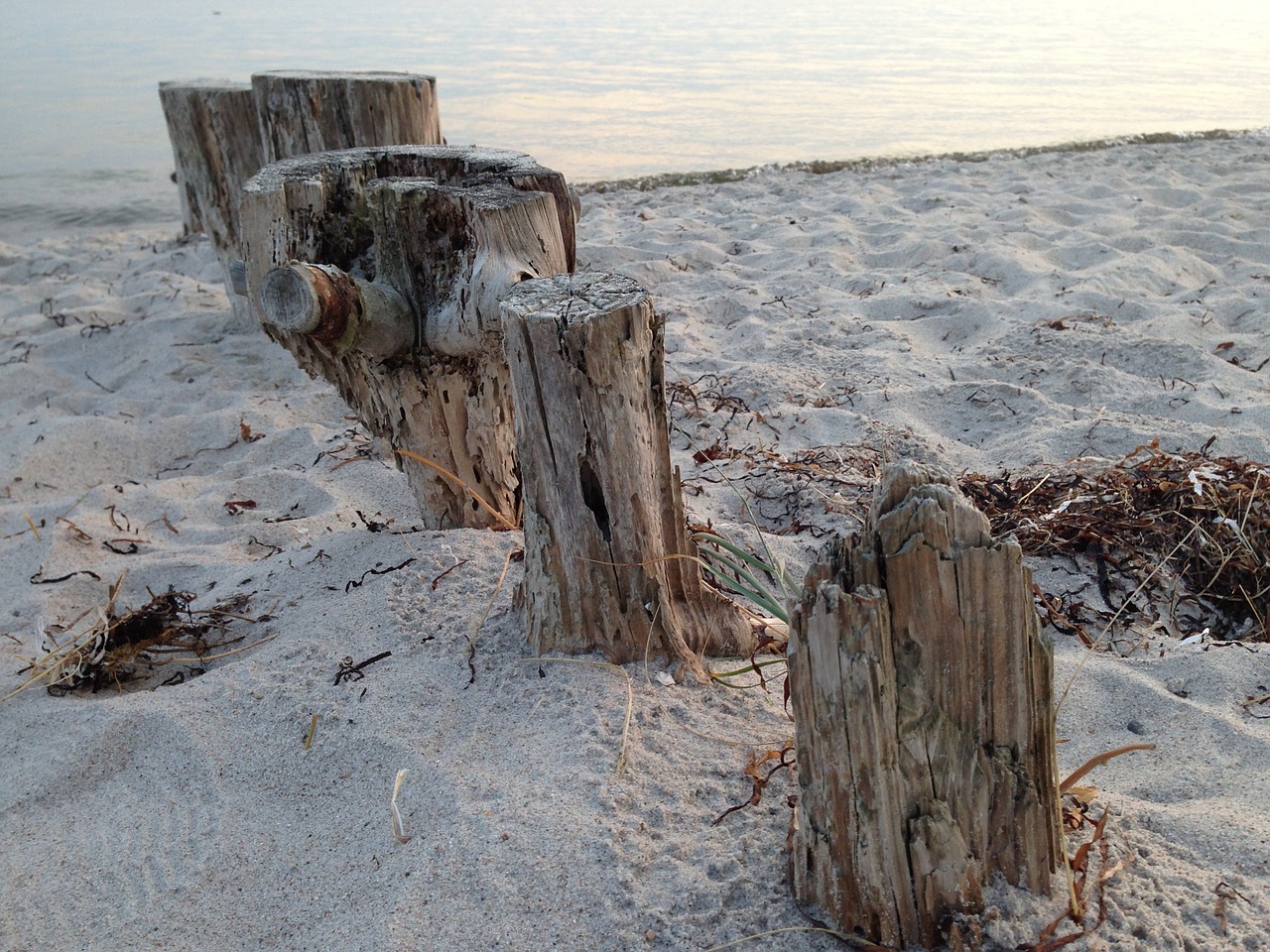 tree stump nature wood free photo