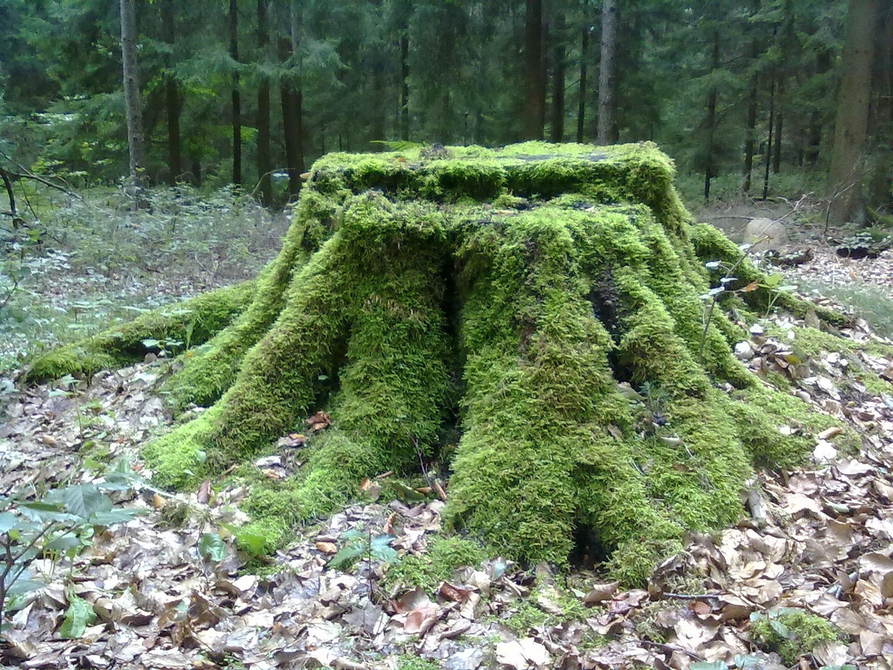 tree stump moss forest free photo