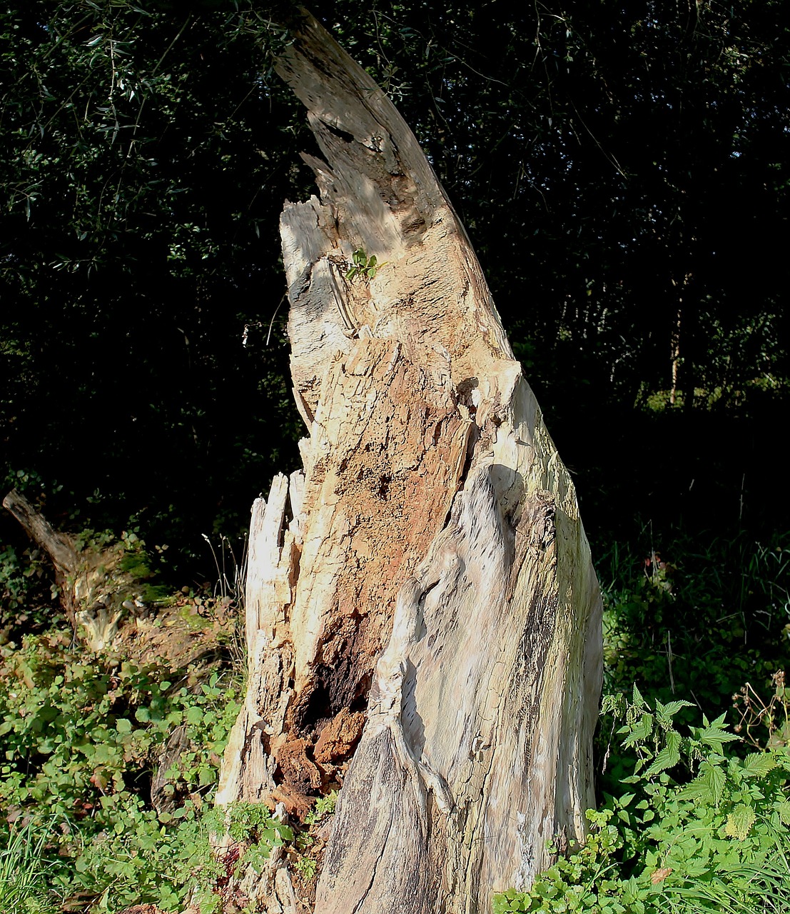 tree stump tree tree trunk free photo