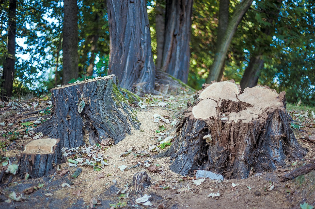 tree stump trees forest free photo
