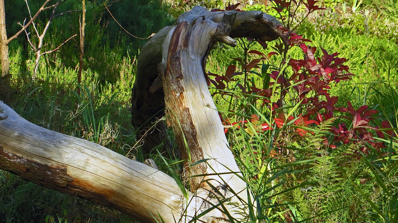 tree stump nature landscape free photo