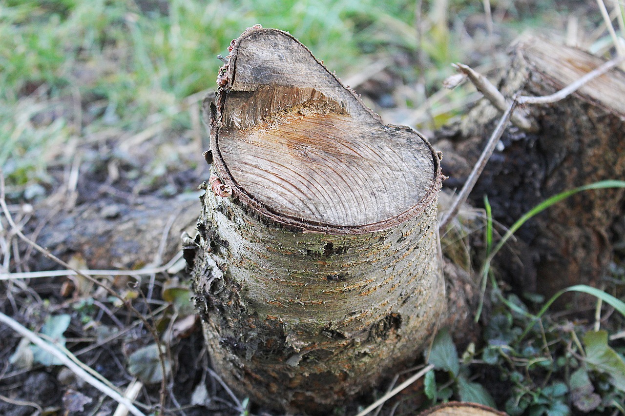 tree stump bark wood free photo