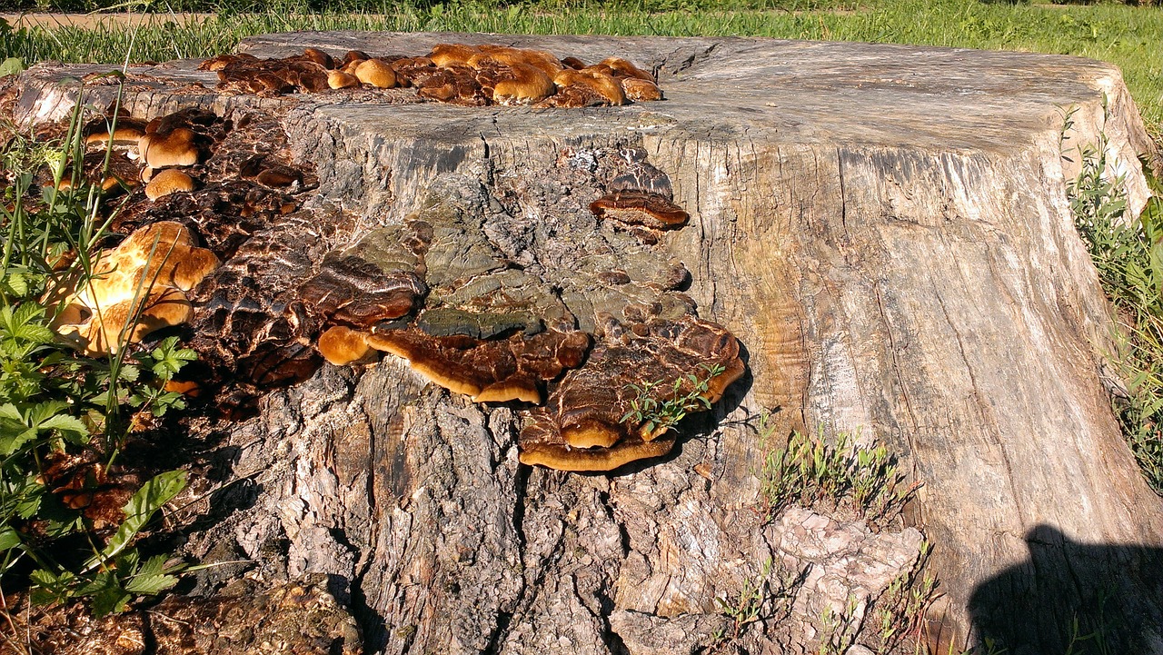 tree stump mushrooms nature free photo