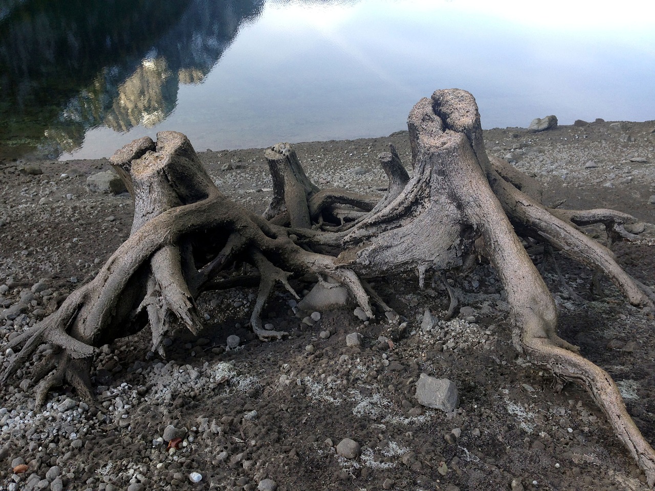tree stump devoured nature free photo