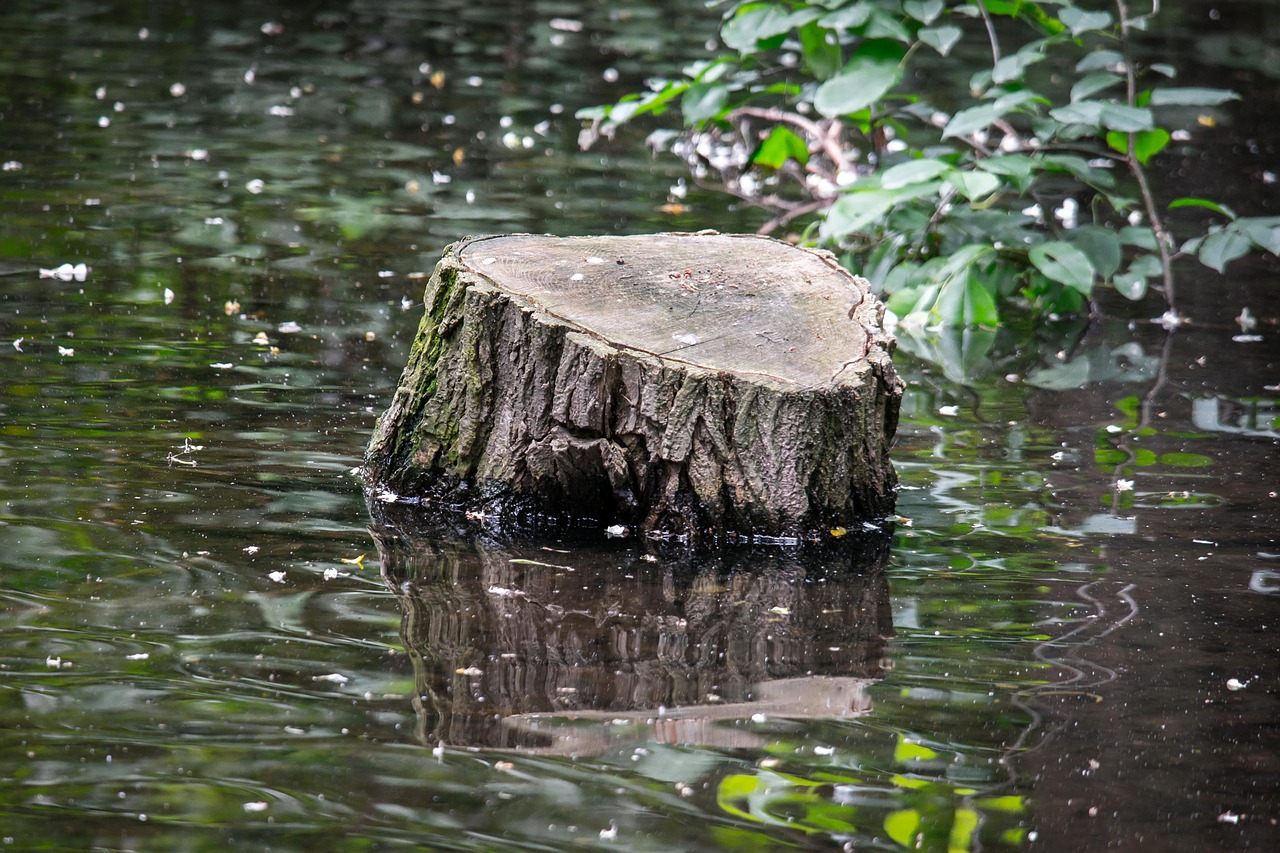 tree stump water swamp free photo