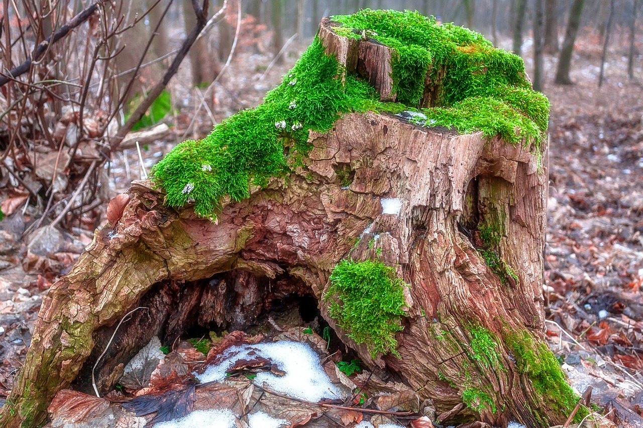 tree stump moss green free photo