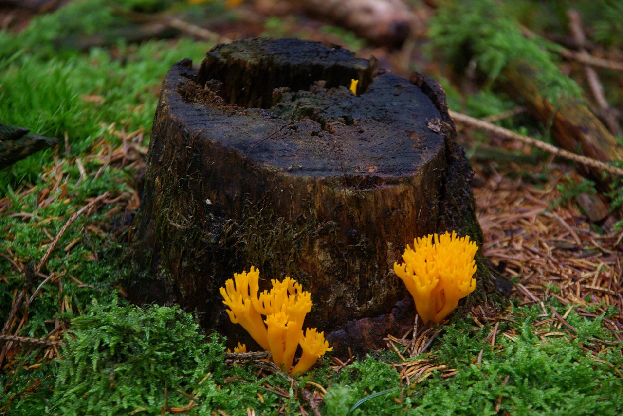 tree stump mushrooms autumn free photo