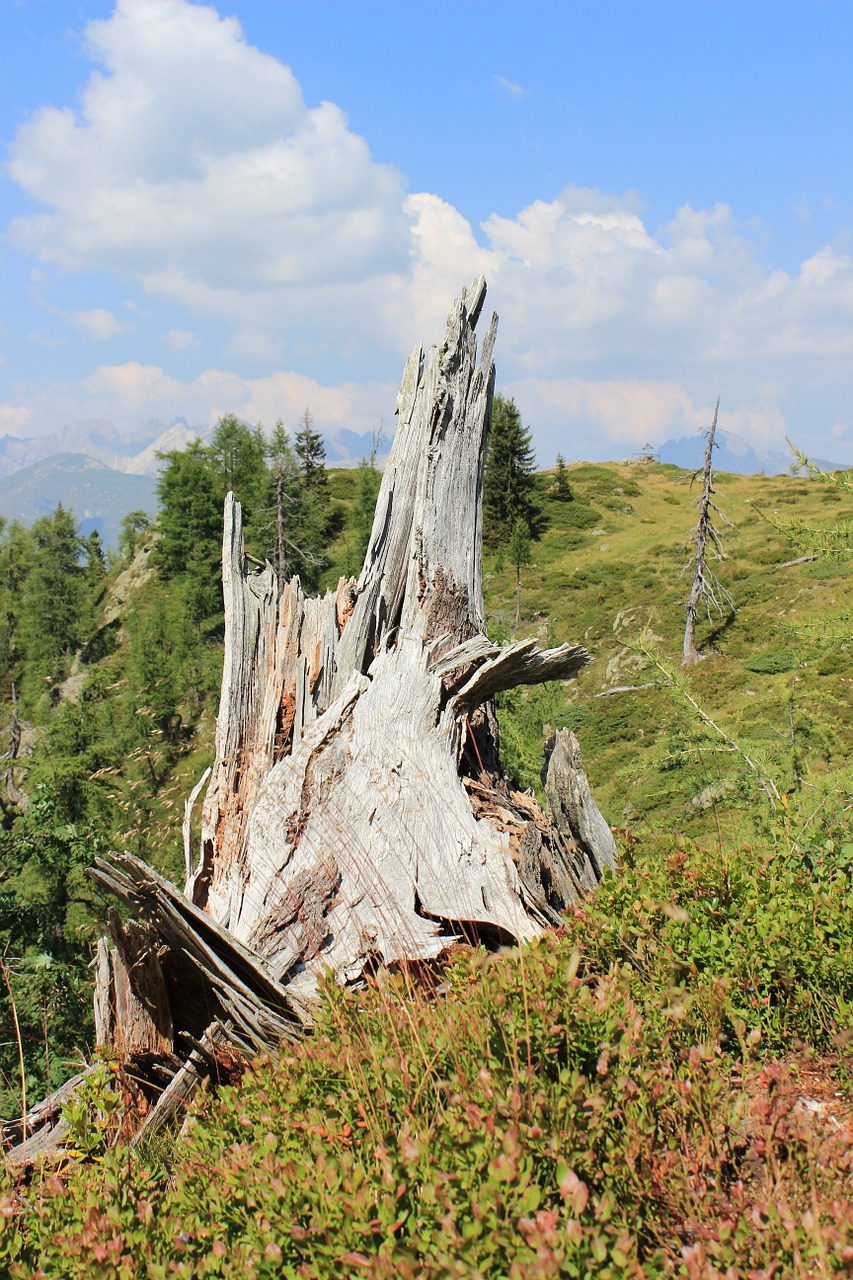 tree stump mountain landscape vermoderndes wood free photo