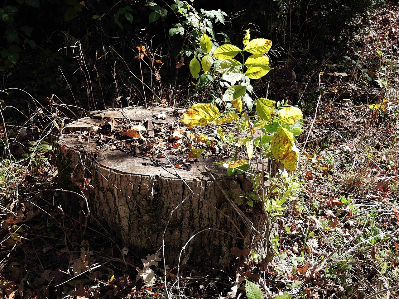 tree stump large tree woods free photo