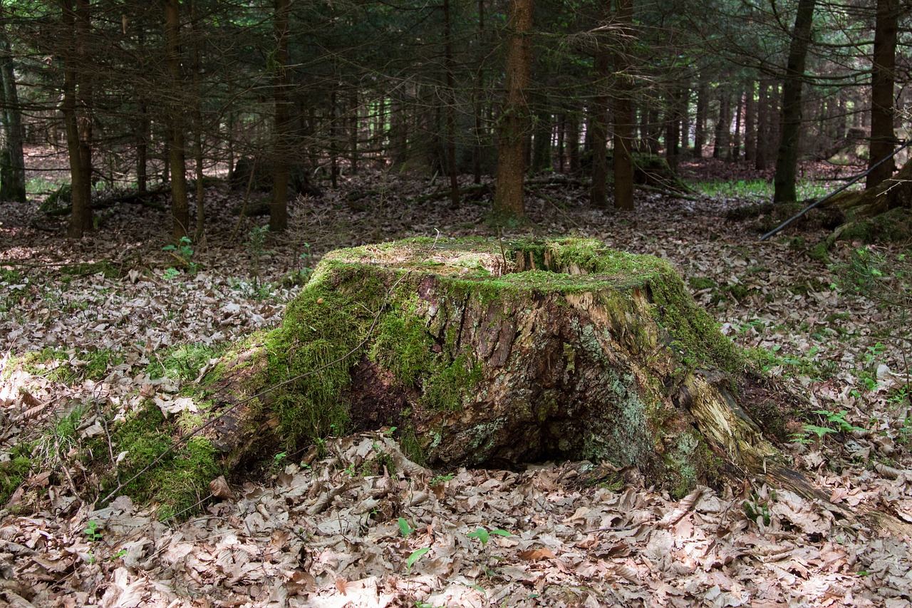 tree stump moss forest free photo