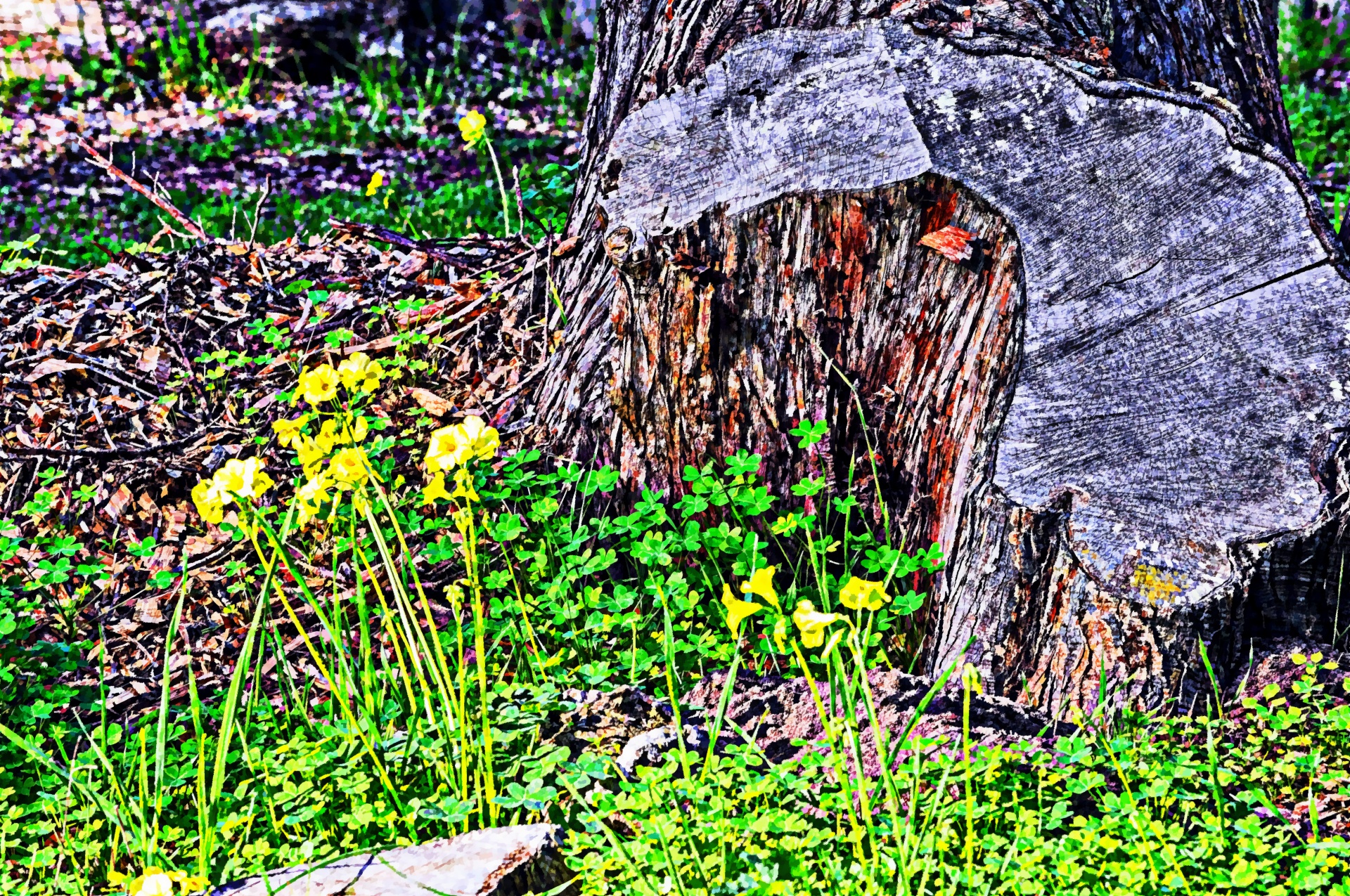 tree stump green grass free photo