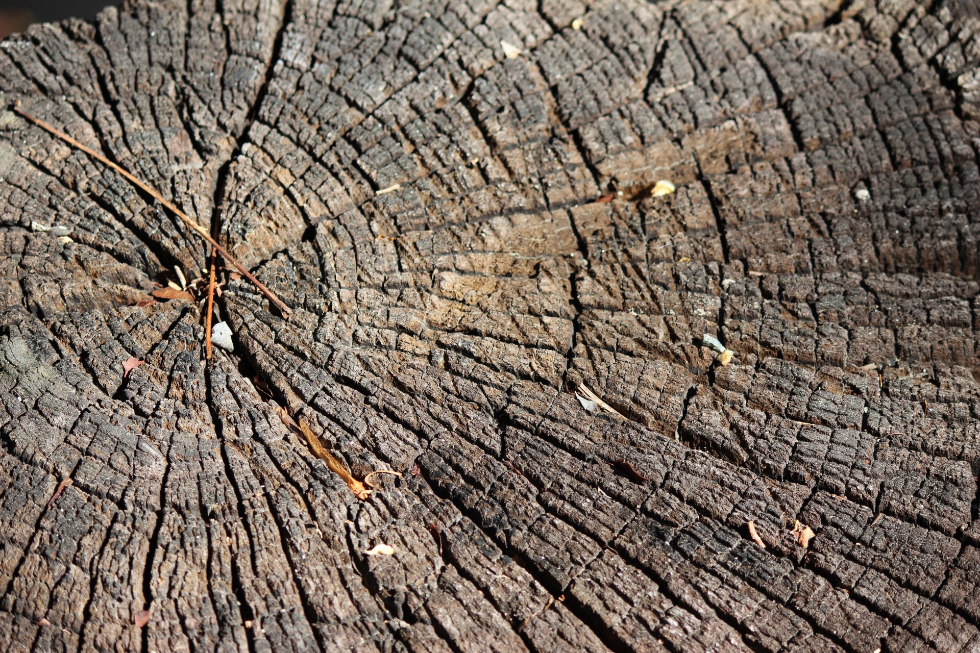 stump wood texture free photo