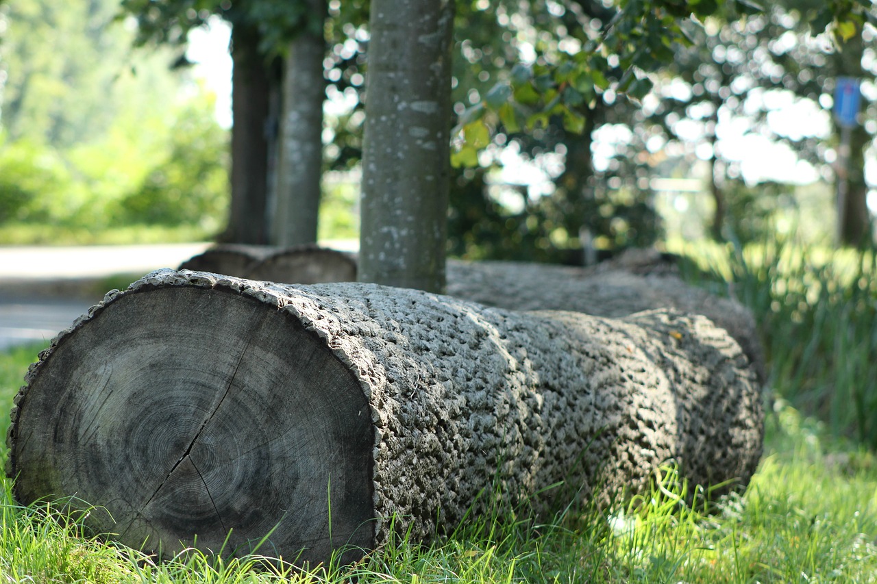 tree stumps  forest  nature free photo