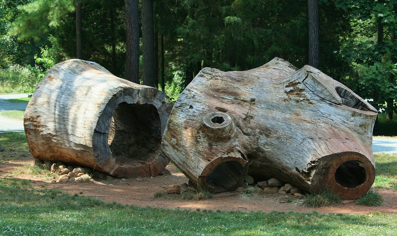 tree stumps logs huge free photo