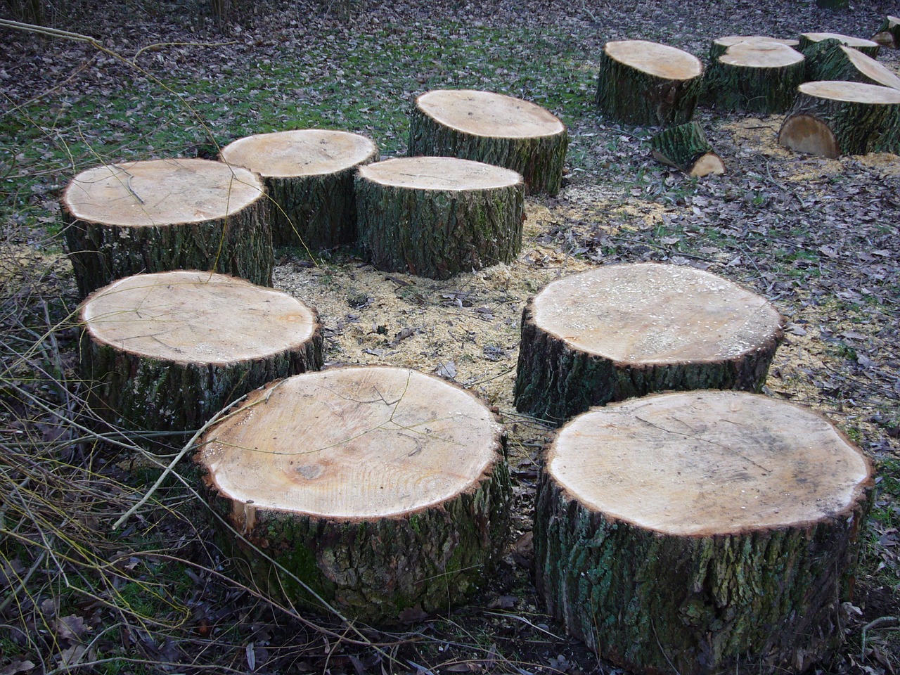 tree stumps tree grates sawn free photo