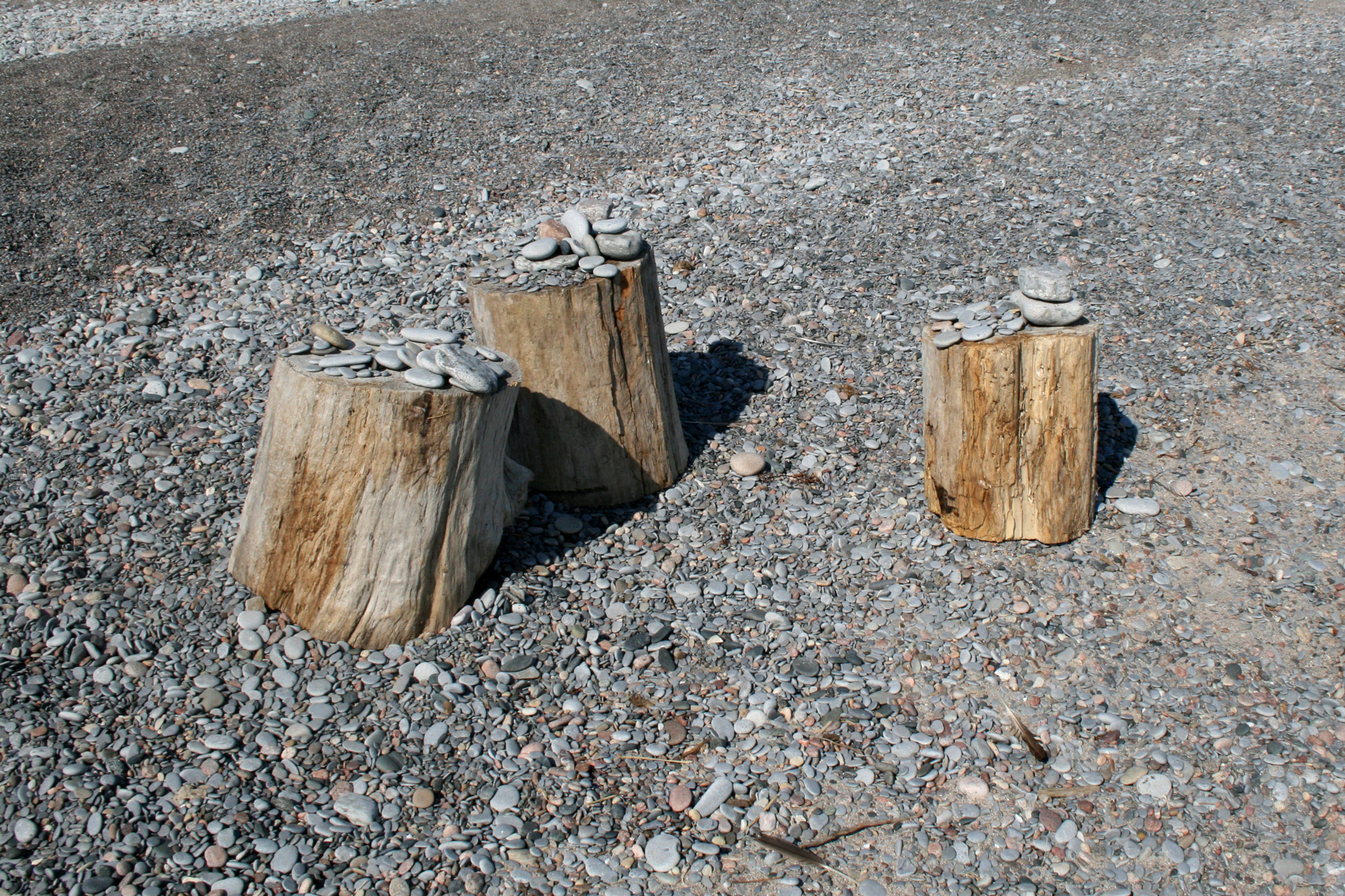 stumps tree stumps shore free photo