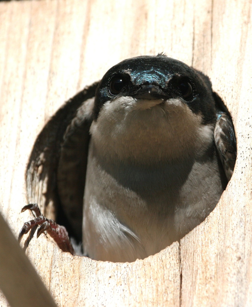 tree swallow bird birdhouse free photo