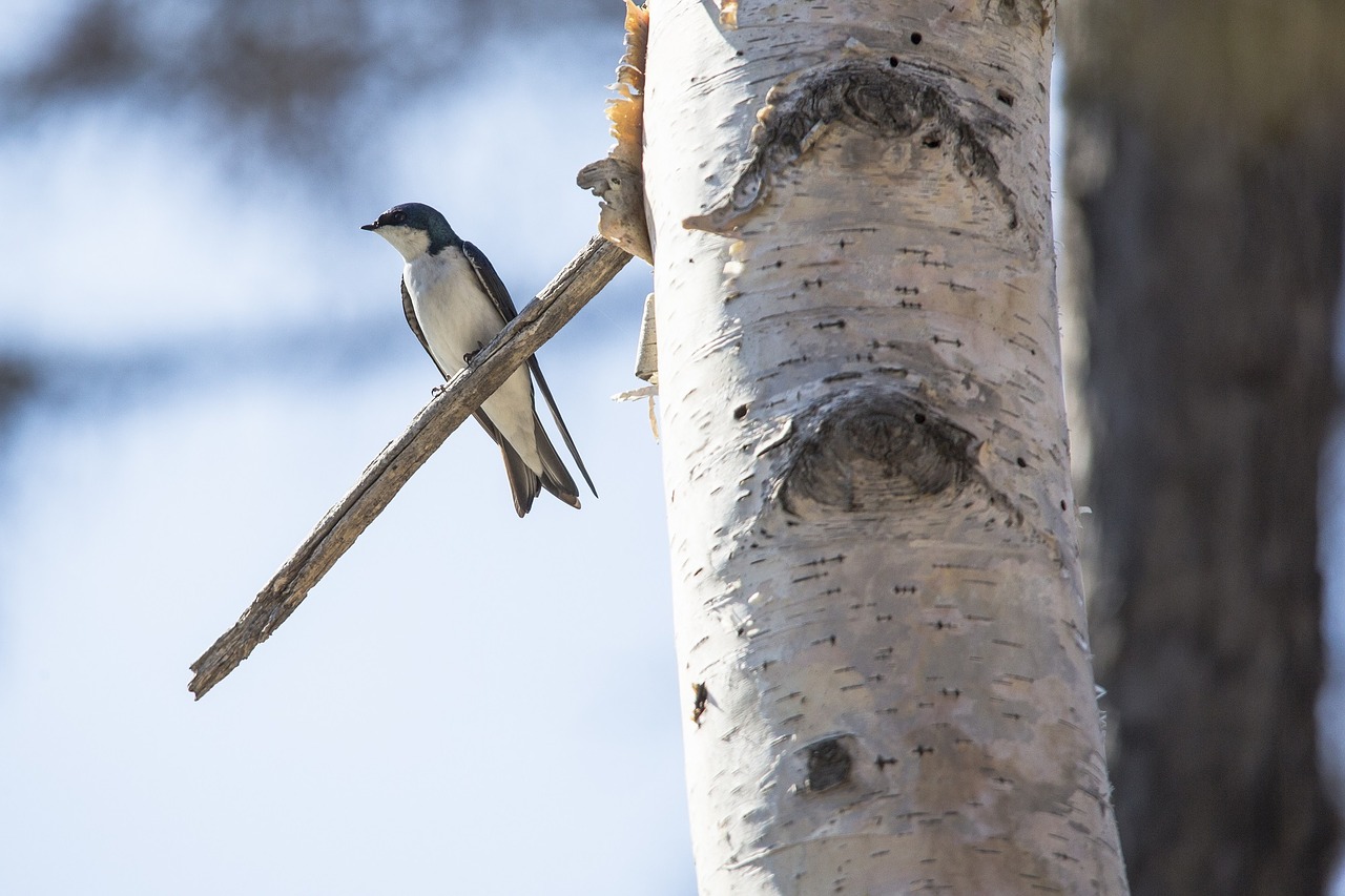 tree swallow bird wildlife free photo