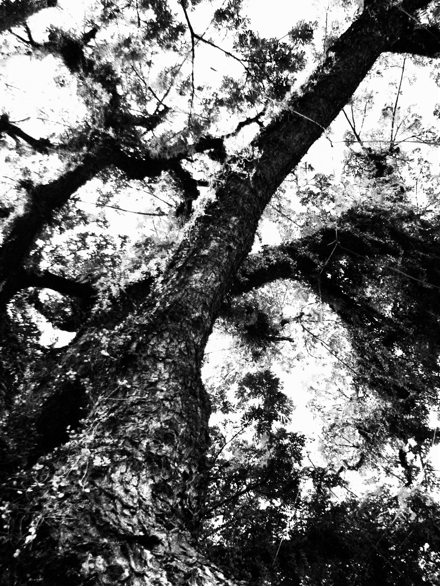 tree trees tree texture free photo