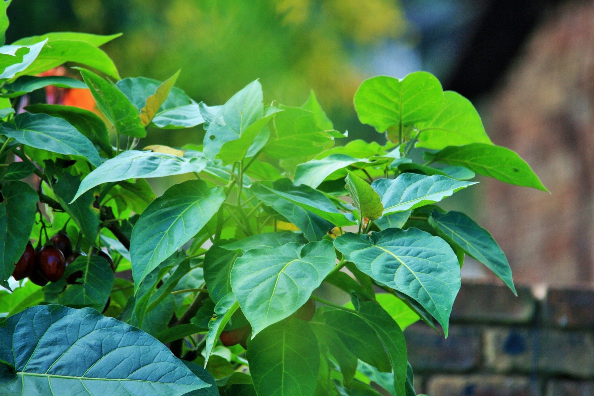 tree tomato leaves large free photo